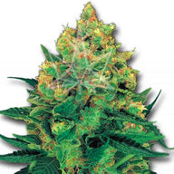 Hash Plant Feminized Cannabis Seeds By Crop King Seeds Crop King Seeds