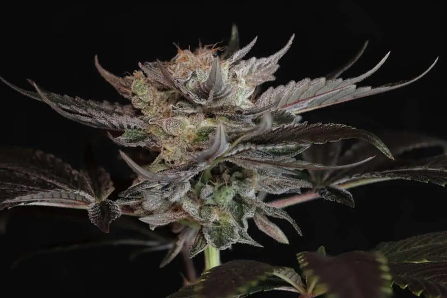 Hindsight Feminized Cannabis Seeds By Twenty20 Mendocino Twenty20 Mendocino