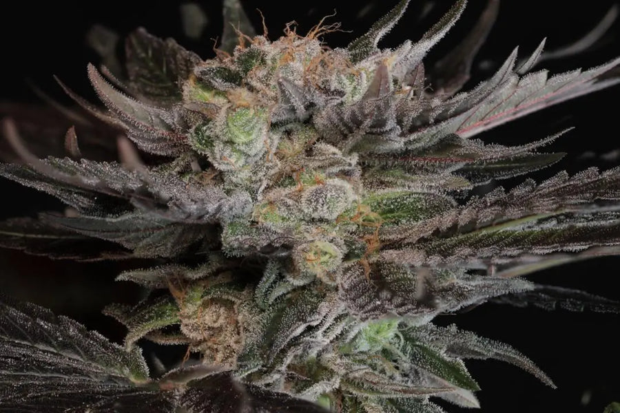 Hindsight Feminized Cannabis Seeds By Twenty20 Mendocino Twenty20 Mendocino