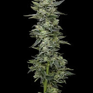 Honey Bear Feminized Cannabis Seeds By Humboldt Seed Company Humboldt Seed Company