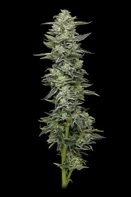 Honey Bear Feminized Cannabis Seeds By Humboldt Seed Company Humboldt Seed Company