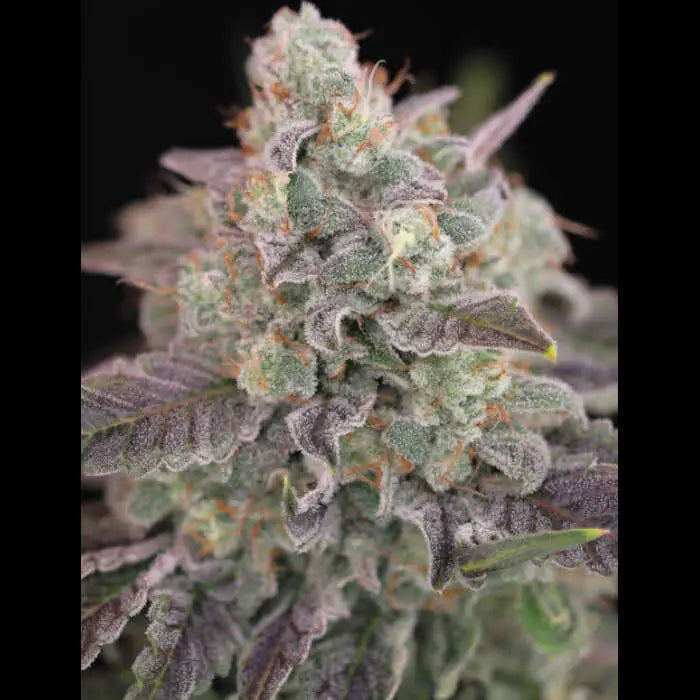 Humboldt Afghani V.2 Feminized Cannabis Seeds By Twenty20 Mendocino Twenty20 Mendocino