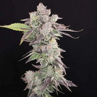 Humboldt Afghani V.2 Feminized Cannabis Seeds By Twenty20 Mendocino Twenty20 Mendocino