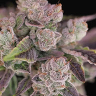 Humboldt Afghani V.2 Feminized Cannabis Seeds By Twenty20 Mendocino Twenty20 Mendocino