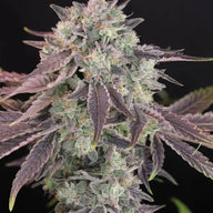 Humboldt Afghani V.2 Feminized Cannabis Seeds By Twenty20 Mendocino Twenty20 Mendocino