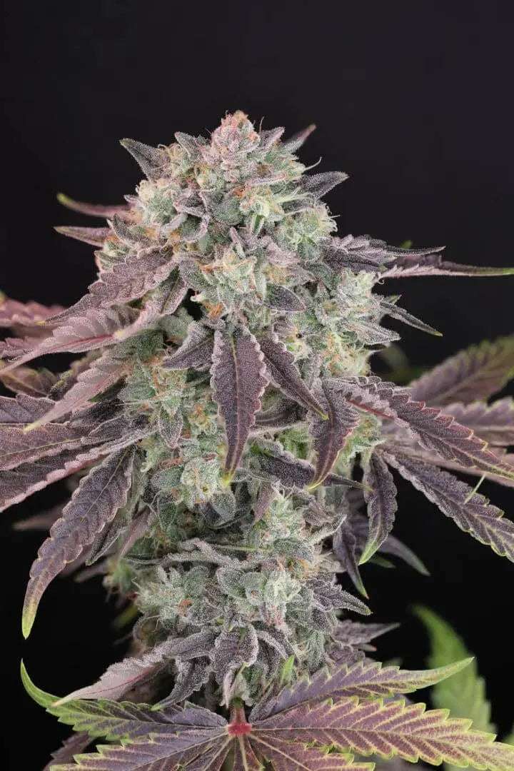 Humboldt Afghani V.2 Feminized Cannabis Seeds By Twenty20 Mendocino Twenty20 Mendocino