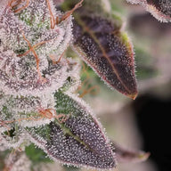 Humboldt Afghani V.2 Feminized Cannabis Seeds By Twenty20 Mendocino Twenty20 Mendocino