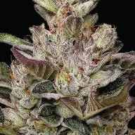 Donutz Feminized Cannabis Seeds By Humboldt Seed Company Humboldt Seed Company