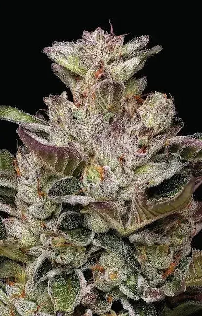 Donutz Feminized Cannabis Seeds By Humboldt Seed Company Humboldt Seed Company