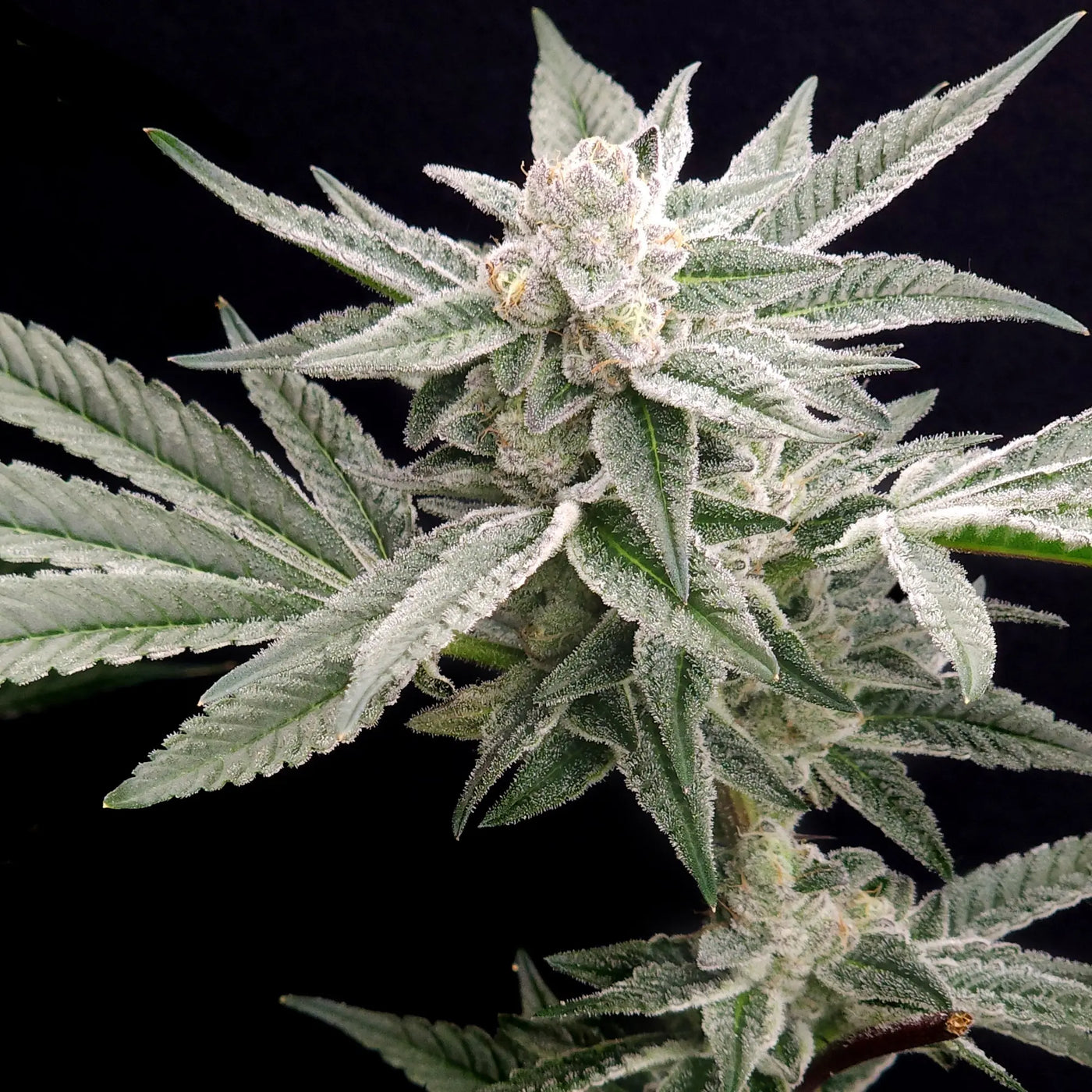 Jungleberry Haze Feminized Cannabis Seeds By Elev8 Seeds Elev8 Seeds