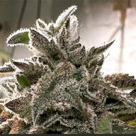 Kaleidozoap Feminized Cannabis Seeds By Elev8 Seeds Elev8 Seeds