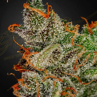 King’s Kush Feminized Cannabis Seeds By Green House Seed Co. Green House Seed Co.