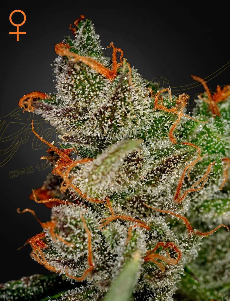 King’s Kush Feminized Cannabis Seeds By Green House Seed Co. Green House Seed Co.