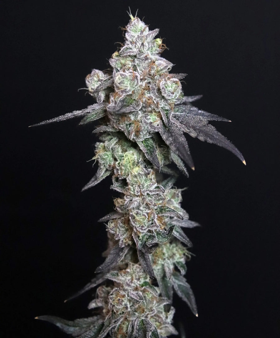 Lady Kush Feminized Cannabis Seeds By Elev8 Seeds Elev8 Seeds