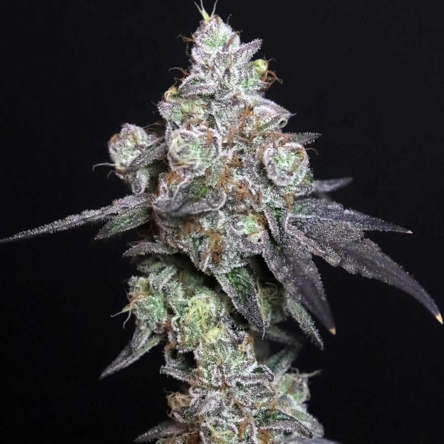 Lady Kush Feminized Cannabis Seeds By Elev8 Seeds