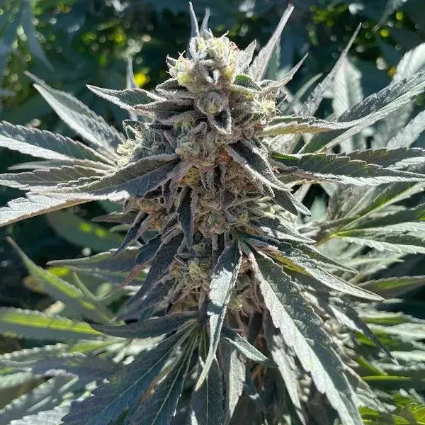 Lemon Purple Punch Feminized Cannabis Seeds By BigMike's Genetics BigMike's Genetics