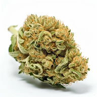 Lemon Sherbet Feminized Cannabis Seeds By Mary Jane's Garden Mary Jane's Garden