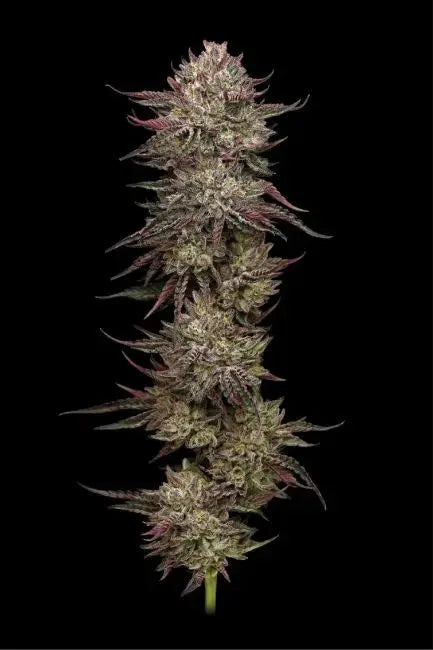 Chicken n' Wafflez Feminized Cannabis Seeds By Humboldt Seed Company Humboldt Seed Company
