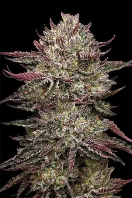 Chicken n' Wafflez Feminized Cannabis Seeds By Humboldt Seed Company Humboldt Seed Company