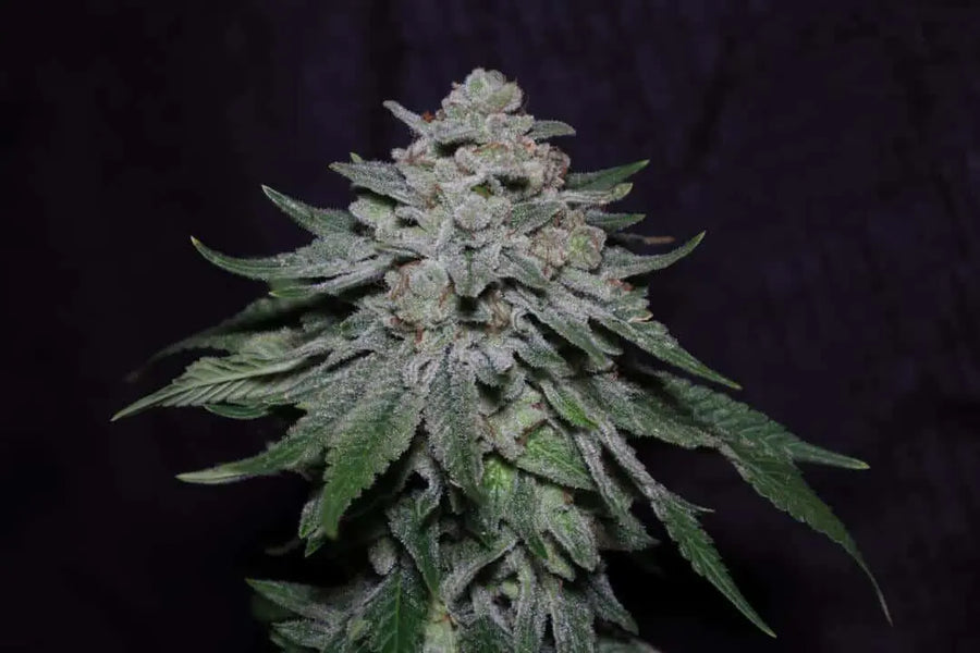 MMXX F2 Feminized Cannabis Seeds By Twenty20 Mendocino Twenty20 Mendocino