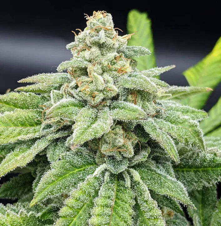 Made of Honor Feminized Cannabis Seeds By Twenty20 Mendocino Twenty20 Mendocino