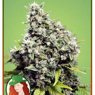 Mary Jane's Garden Grapefruit Feminized Cannabis Seeds, Pack of 5 Mary Jane's Garden