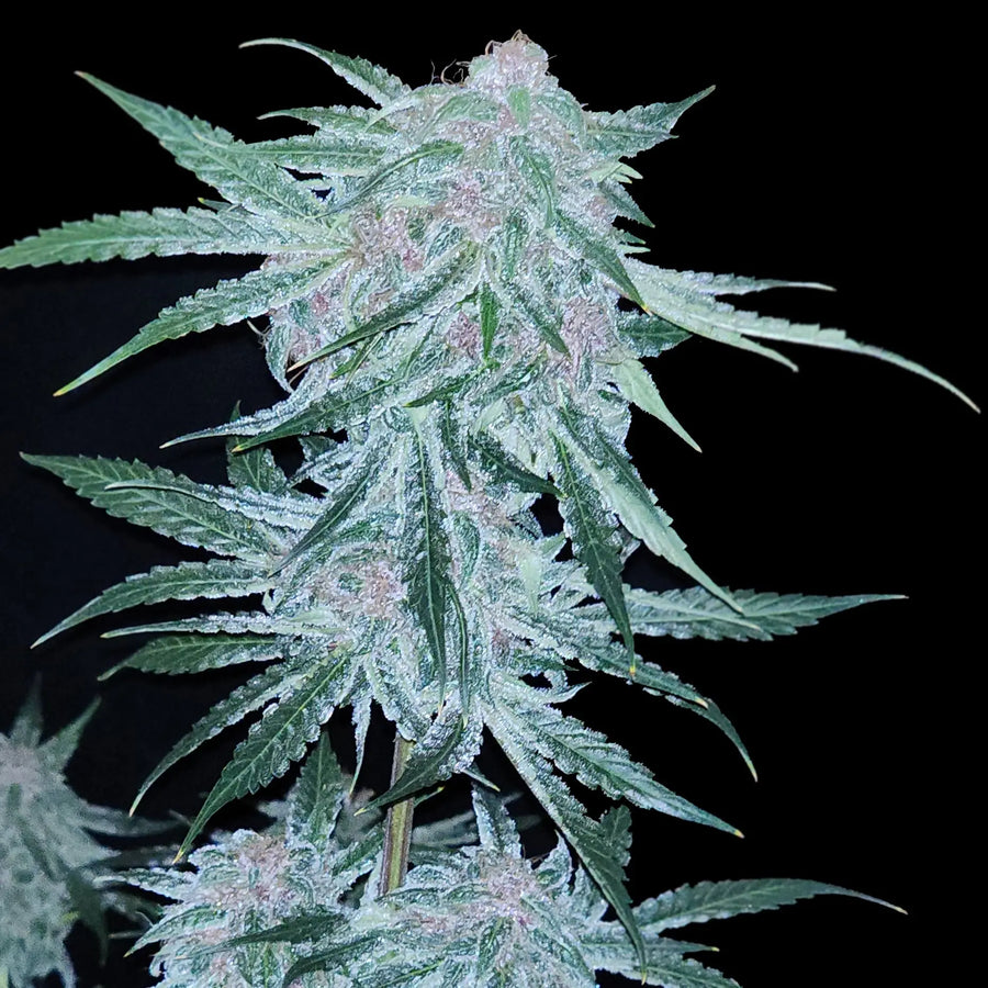 Midnight Bessie Autoflower Feminized Cannabis Seeds By Elev8 Seeds Elev8 Seeds