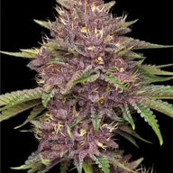 Purpz Feminized Cannabis Seeds By Humboldt Seed Company Humboldt Seed Company