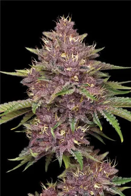 Purpz Feminized Cannabis Seeds By Humboldt Seed Company Humboldt Seed Company