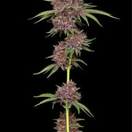Purpz Feminized Cannabis Seeds By Humboldt Seed Company Humboldt Seed Company