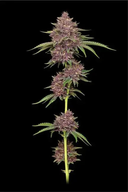 Purpz Feminized Cannabis Seeds By Humboldt Seed Company Humboldt Seed Company