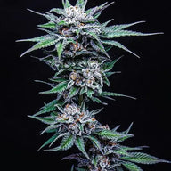 Blueberry Pancake Feminized Cannabis Seeds By Humboldt Seed Company Humboldt Seed Company