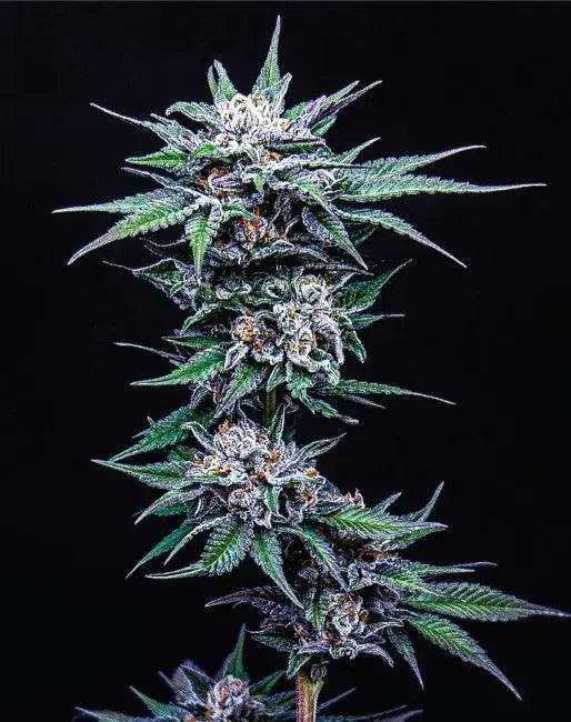 Blueberry Pancake Feminized Cannabis Seeds By Humboldt Seed Company Humboldt Seed Company