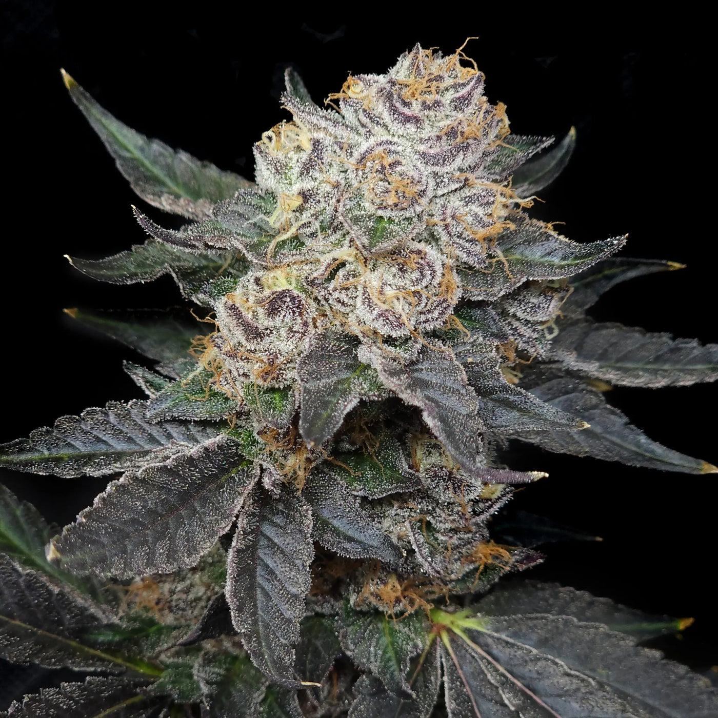 Northern Tropic Feminized Cannabis Seeds By Elev8 Seeds Elev8 Seeds