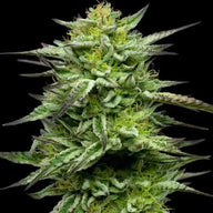 Mountaintop Mint Feminized Cannabis Seeds By Humboldt Seed Company Humboldt Seed Company