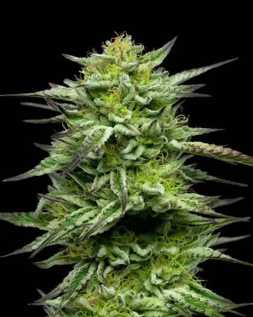 Mountaintop Mint Feminized Cannabis Seeds By Humboldt Seed Company Humboldt Seed Company