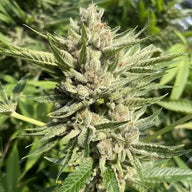 Ocean Stout Cherries Feminized Cannabis Seeds By BigMike's Genetics BigMike's Genetics