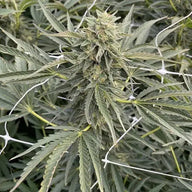 Ocean Stout Cherries Feminized Cannabis Seeds By BigMike's Genetics BigMike's Genetics
