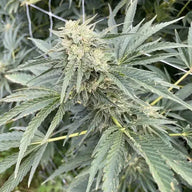 Ocean Stout Cherries Feminized Cannabis Seeds By BigMike's Genetics BigMike's Genetics