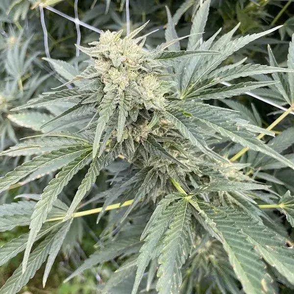 Ocean Stout Cherries Feminized Cannabis Seeds By BigMike's Genetics BigMike's Genetics
