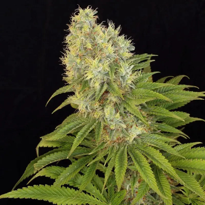 Panakeia High Terpenes CBG Feminized Hemp Seeds By BigMike's Genetics BigMike's Genetics