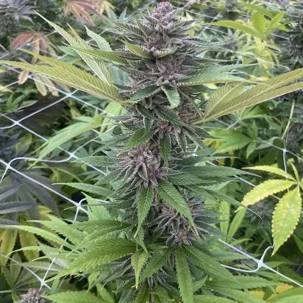 Papaya Trop Cherries Feminized Cannabis Seeds By BigMike's Genetics BigMike's Genetics