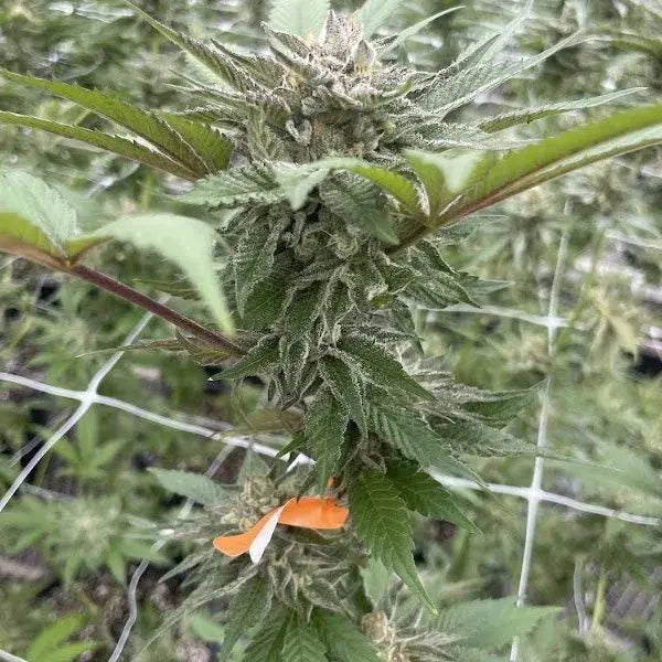 Papaya Trop Cherries Feminized Cannabis Seeds By BigMike's Genetics BigMike's Genetics
