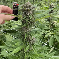 Papaya Trop Cherries Feminized Cannabis Seeds By BigMike's Genetics BigMike's Genetics