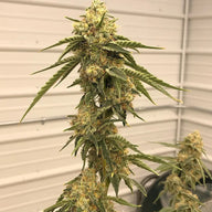 Pathetic Genetics Fruit Fight F2 Non-Feminized Cannabis Seeds Pathetic Genetics