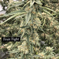 Pathetic Genetics Fruit Fight F2 Non-Feminized Cannabis Seeds Pathetic Genetics