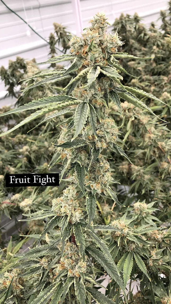 Pathetic Genetics Fruit Fight F2 Non-Feminized Cannabis Seeds Pathetic Genetics