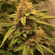 Pathetic Genetics Fruit Fight F2 Non-Feminized Cannabis Seeds Pathetic Genetics