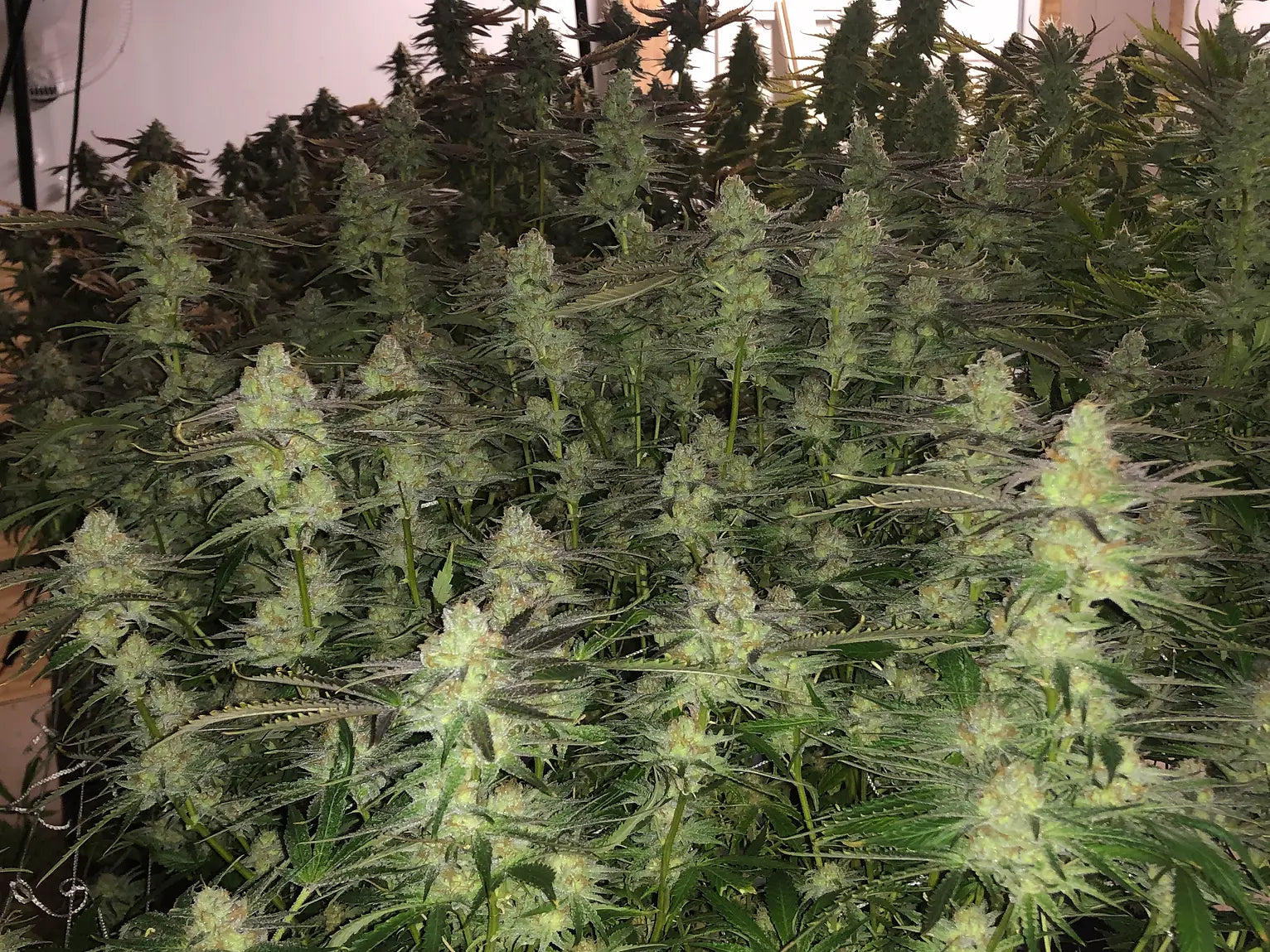 Buy Snowball Runtz Non-Feminized Cannabis Seeds By Pathetic Genetics ...