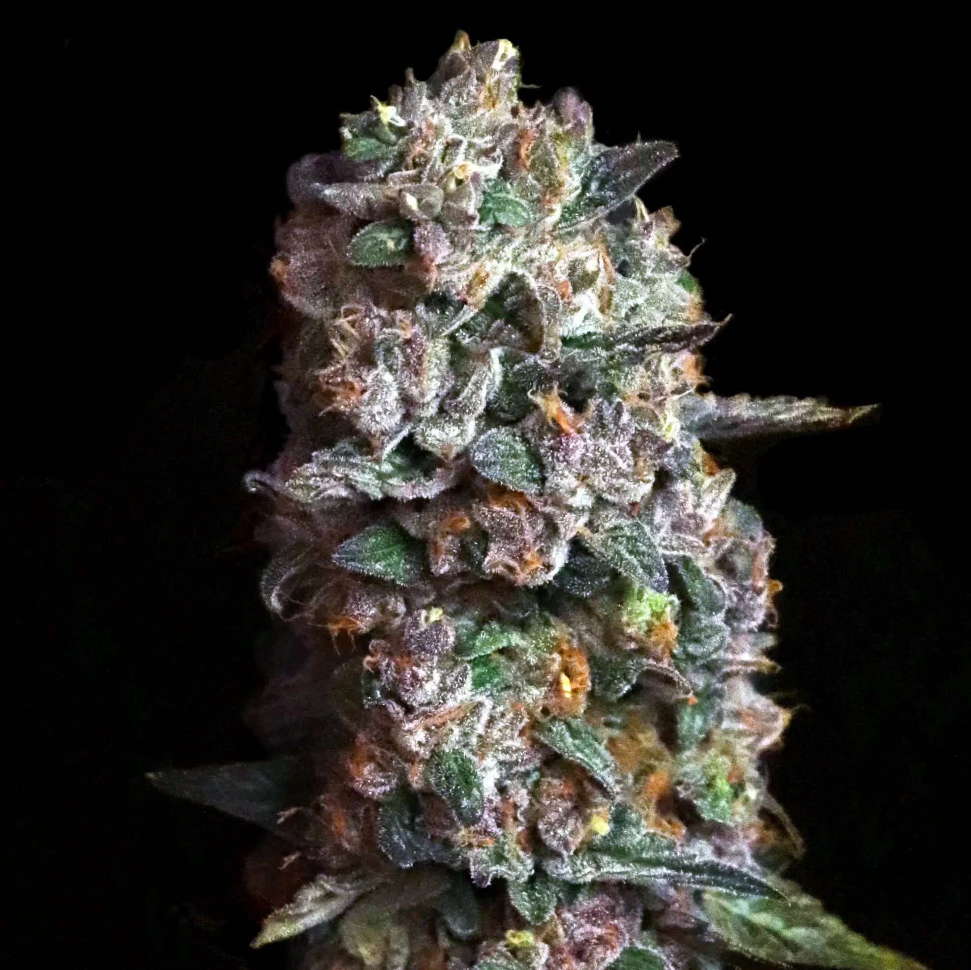 Pink Slurpee Feminized Cannabis Seeds By Elev8 Seeds Elev8 Seeds